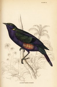 Choucador splendide (Sénégal), Lamprotornis splendidus chrysonotis (Grakle à oreilles dorées, Lamprotornis chrysonotis) - William Home Lizars