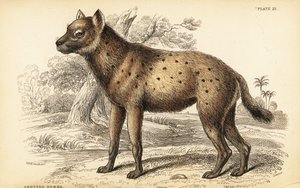Hyène tachetée ou hyène rieuse, Crocuta crocuta (Hyaena crocuta) - William Home Lizars