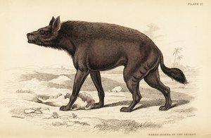 Hyène rayée, Hyaena hyaena (Hyène nue du désert, Hyaena vulgaris) - William Home Lizars