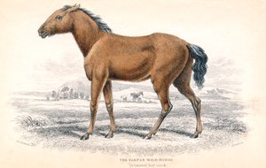 Tarpan, 1830 - William Home Lizars