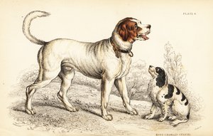 Chien de Saint-Bernard ou Grand Saint-Bernard, Canis lupus familiaris, et épagneul King Charles, Canis lupus familiaris (Canis extrarius) - William Home Lizars