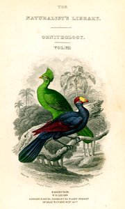La bibliothèque des naturalistes, ornithologie, Touraco du Sénégal, Mangeur de bananes violet, vers 1833-1865