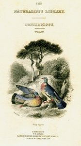 La bibliothèque des naturalistes, ornithologie Vol V, Pigeon ramier - William Home Lizars