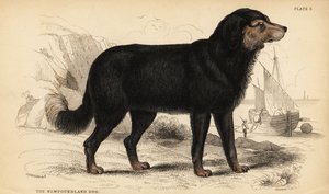Le chien de Terre-Neuve, Canis lupus familiaris (Canis terranovae) - William Home Lizars