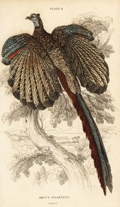 Grand argus, Argusianus argus (Faisan argus ou argus géant, Argus giganteus) - William Home Lizars