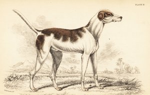 Le chien oriental, Canis lupus familiaris - William Home Lizars