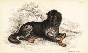 Mastiff tibétain, Canis lupus familiaris (Mastiff du Tibet, Canis urcani) - William Home Lizars