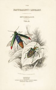 Page de titre avec vignette de coléoptère bijou, Chrysochroa fulminans, et coléoptère diamant à ailes tachetées, Curculio splendens - William Home Lizars
