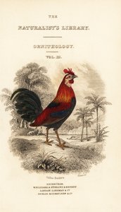 Page de titre avec vignette de coq bankiva (Javanais), Gallus gallus bankiva - William Home Lizars