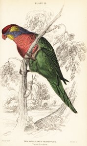 Loriquet varié, Psitteuteles versicolor (Trichoglossus versicolor)