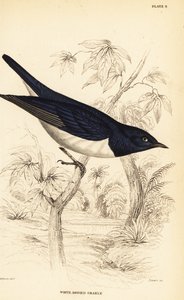 Étourneau à dos violet, Cinnyricinclus leucogaster (Grakle à corps blanc, Lamprotornis leucogaster) - William Home Lizars