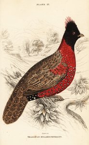 Tragopan occidental ou tragopan cornu occidental, Tragopan melanocephalus