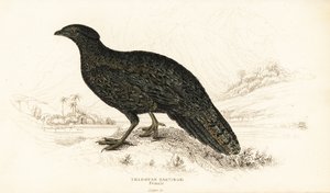 Tragopan occidental ou tragopan cornu occidental, femelle, Tragopan melanocephalus