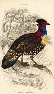 Tragopan occidental ou tragopan cornu occidental, mâle, Tragopan melanocephalus