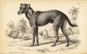 Chien sauvage trouvé en République dominicaine et en Haïti, Canis lupus familiaris (Chien errant de St) - William Home Lizars