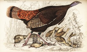Dinde sauvage, femelle et jeunes, Meleagris gallopavo - William Home Lizars