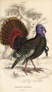 Dindon sauvage, mâle, Meleagris gallopavo