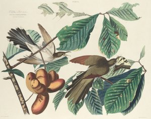 Coucou à bec jaune, 1827