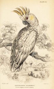 Cacatoès à crête jaune, Cacatua sulphurea - William Home Lizars