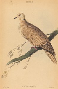 Turtur Risorius - William Home Lizars after Edward Lear