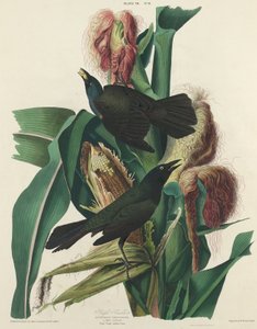 Quiscale Pourpré - William Home Lizars after John James Audubon