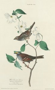 Bruant à Gorge Blanche - William Home Lizars after John James Audubon