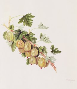 Groseille verte, 1815 - William Hooker