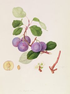 La Royale Prune, 1815