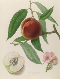 Nectarine : Neal