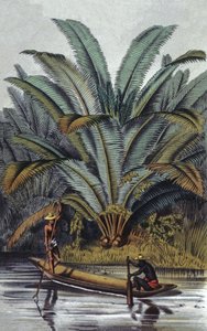 Palmier - William Hooker