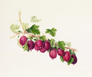 Groseille pourpre - William Hooker