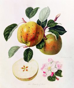 La beauté du Kent, 1819