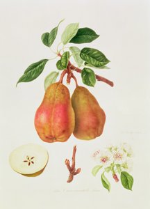 La poire Chaumontelle, 1818 - William Hooker