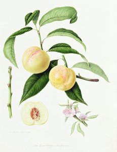 La nectarine de Conudray, 1820 - William Hooker