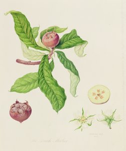 La nèfle hollandaise, 1816 - William Hooker