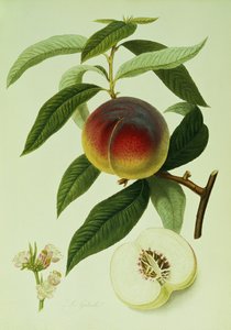 La pêche de Galande - William Hooker