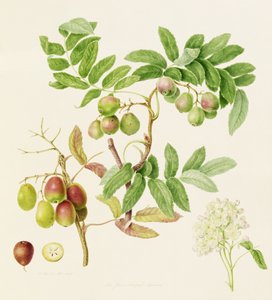 Le Pommier de service en forme de poire, 1820 - William Hooker