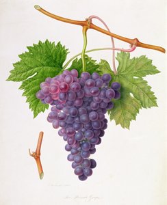 Le raisin de Poonah, 1820