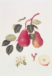 La Poire Beurré Écarlate, 1819 - William Hooker