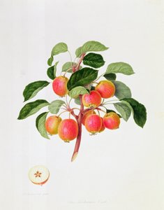 Le Pommier Tartare, 1819 - William Hooker