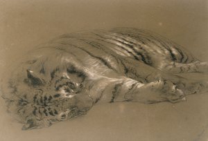 Un tigre endormi, 1876 - William Huggins