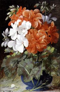 Pélargoniums - William Jabez Muckley