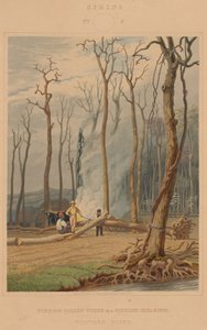 Printemps--Brûlage des arbres tombés dans une clairière ceinte. Scène de l