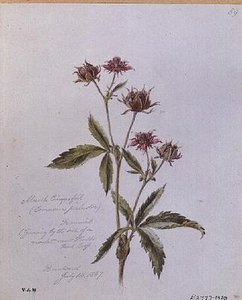 Marsh Cinquefoil, peint à Brentwood