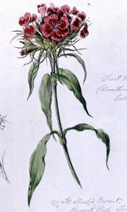 Sweet William, peint à Regents Park, 7 juin 1868 - William James Linton