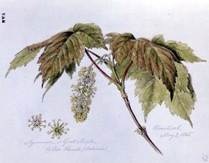 Sycomore ou Grand Érable, peint à Brantwood, 3 mai 1865 - William James Linton