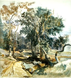 Un chemin forestier
