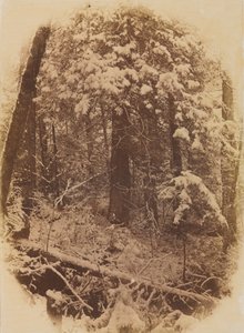 Bois Sans Titre dans la Neige, 1859