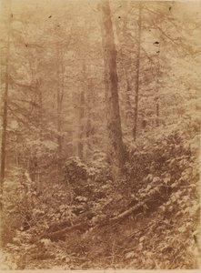 Sans titre, tiré du portfolio The Forest : Bois des Adirondacks - William James Stillman