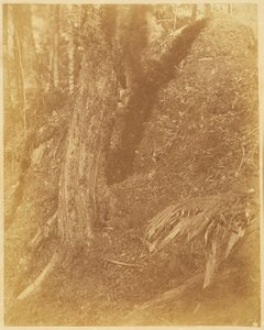 Sans titre, extrait du portfolio The Forest : Bois des Adirondacks - William James Stillman